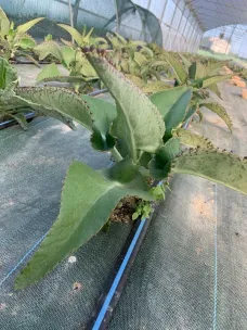 kalanchoe daigremontiana puro 2