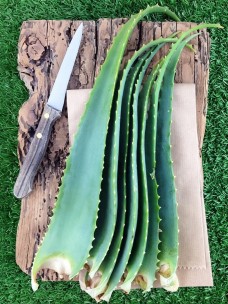 Aloe Arborescens e Miele, Classica di Padre Zago, no Alcol 2