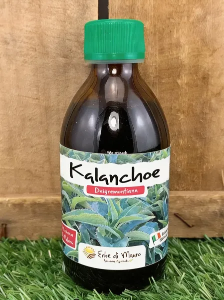Kalanchoe daigremontiana, pur 250ml